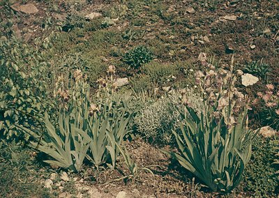Wildflowers in rocky alpine terrain, likely tulips or irises. Dense green foliage and scattered stones create rugged contrast...