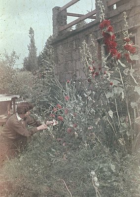 Vintage sepia-toned photograph of a man pruning red roses in a lush garden beside a rustic stone wall and wooden fence. Mid-2...