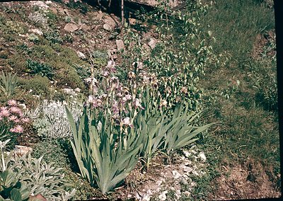 Vibrant close-up of tulips in bloom among green foliage and low-lying wildflowers. Rich, saturated colors suggest a 1960s–197...