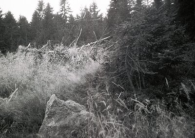 Winter forest scene with snow-covered grasses and branches. Dense evergreen trees frame a rocky hillside under overcast skies...