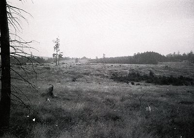 Vintage black-and-white landscape of a sparse, overgrown meadow bordered by leafless trees. Distant forest line and faint hum...