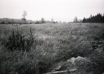 Black-and-white landscape of dense tallgrass meadow with scattered rocks, leading to a distant treeline under overcast skies....
