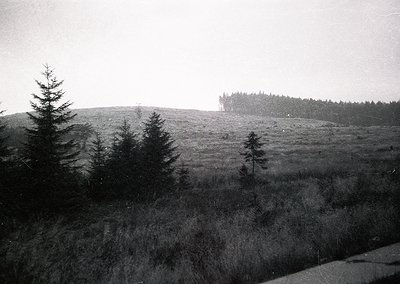Black-and-white landscape featuring sparse coniferous trees on rolling terrain, likely European alpine or boreal. Mist or low...