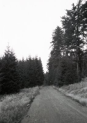 Dense forest path flanked by tall evergreens, leading into misty distance. Monochrome tone suggests vintage or artistic filte...