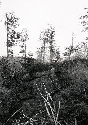 Monochrome forest scene featuring rugged rock formations and dense coniferous trees. The misty atmosphere suggests early morn...