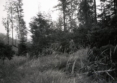 Dense coniferous forest with tall, slender trees framing a misty, low-lying meadow. Monochromatic black-and-white tone sugges...
