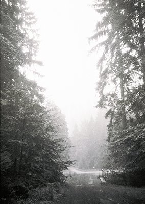 Misty forest path framed by dense evergreen trees, evoking a serene, atmospheric woodland scene. Sunlight filters through bra...