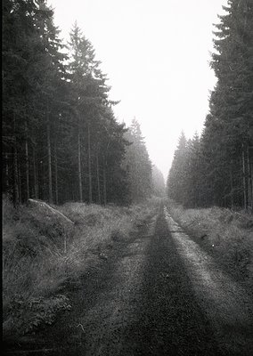 Dense forest path flanked by tall evergreens, mist rising in early morning light. Symmetrical tree alignment suggests managed...