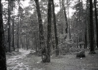 Dense forest pathway flanked by towering coniferous trees, likely pine, with fallen logs and undergrowth. Monochrome, high-co...