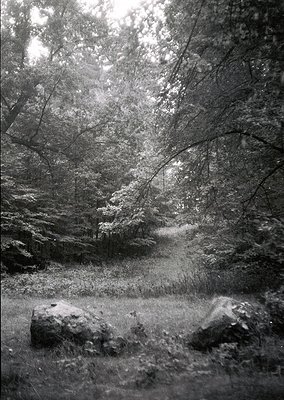 Dense forest path winding through rocky terrain, framed by towering trees with intricate branches. Monochrome vintage aesthet...