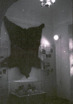 Black-and-white museum display featuring a mounted polar bear skin draped over a glass case. Below, skeletal remains of a pol...