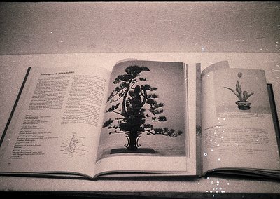 Vintage botanical book featuring meticulously illustrated bonsai trees, likely from mid-20th century. Left page showcases a c...