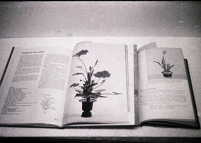 Vintage botanical book open to a page featuring a detailed illustration of a potted plant (likely *Hoya* or *Lonicera*) along...