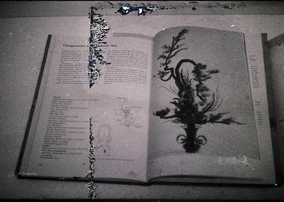 Vintage botanical book open to a detailed 19th-century botanical illustration of a flowering plant, likely *Datura* or *Brugm...