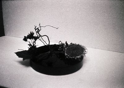 Minimalist black-and-white still life of dried botanical arrangement in shallow ceramic bowl. Branches with dried seed pods a...