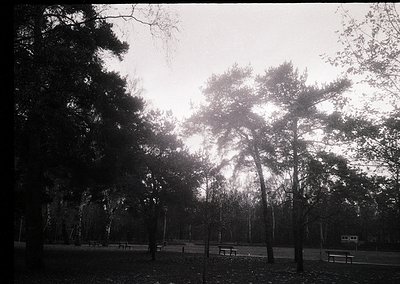 Black-and-white park scene featuring tall coniferous trees framing sunlight through branches. Empty wooden benches line a pav...