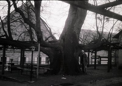 Black-and-white courtyard scene featuring a lone man in mid-stride near a large, sprawling tree. Brick buildings with arched ...