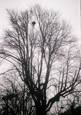 Barren deciduous tree branches silhouetted against overcast sky, likely autumn/winter. Minimalist composition highlights natu...