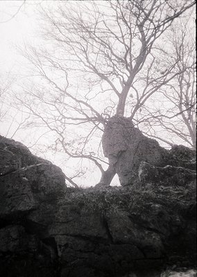 Barren deciduous tree emerging from rocky terrain, framed by jagged stone. Monochromatic, high-contrast composition evokes wi...