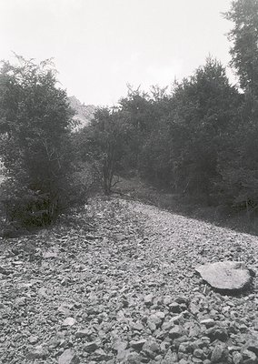 Snow-covered gravel path flanked by dense evergreen trees, leading into misty forest. Monochromatic winter landscape evokes s...