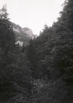 Misty alpine forest path winding through dense coniferous trees, leading to rocky slopes. Soft light filters through fog, enh...