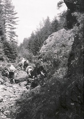 Three hikers navigate a rugged alpine trail flanked by dense coniferous forest and rocky outcrops, mid-20th century. Clothing...