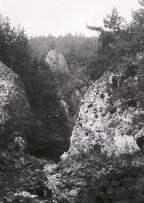 Misty alpine canyon with rugged rock formations and dense coniferous forest. Fog obscures distant treeline, emphasizing drama...