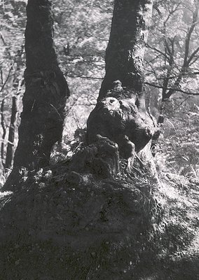 Close-up of gnarled tree roots emerging from a rocky, wet forest floor. Dramatic play of light and shadow highlights texture ...