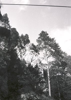 Black-and-white forest scene featuring dense coniferous trees on rocky terrain, captured from a low angle. The composition em...