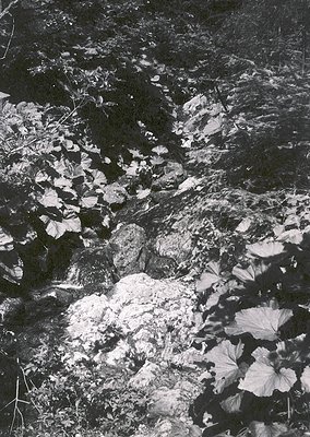Black-and-white close-up of snow-covered river rocks and fallen leaves in motion, likely mid-winter. The flowing water contra...