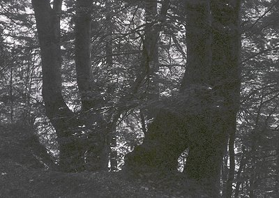 Monochrome forest scene with snow-covered branches and ground, creating intricate patterns. Reflective ice crystals enhance t...