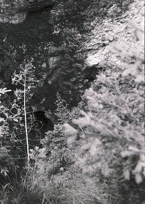 High-contrast black-and-white close-up of rugged rock face with intricate erosion patterns and delicate, leafless branches fr...