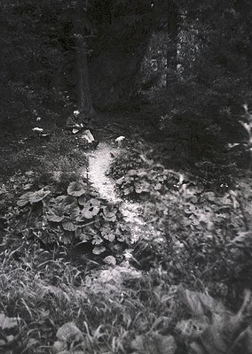 Sunlight filters through dense foliage, illuminating a narrow path in a dark, overgrown forest clearing. The contrast highlig...