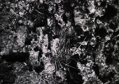 Close-up of weathered concrete surface with exposed aggregate, showcasing rough texture and cracked patterns. Dry grass sprou...