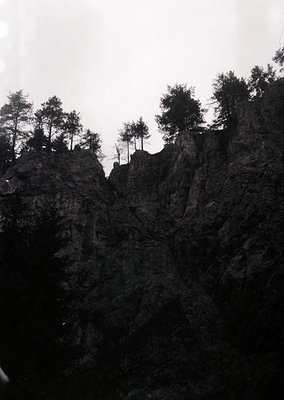 Monochrome landscape of rugged cliffs with sparse pine trees clinging to rocky edges. Dramatic vertical composition highlight...