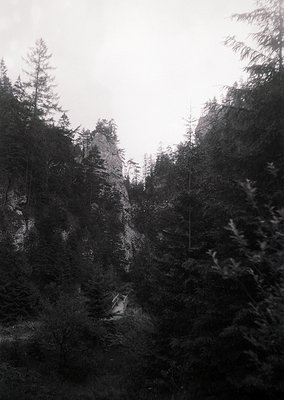 Vintage black-and-white mountain forest scene with dense coniferous trees framing a rocky ridge. A lone figure in mid-stride ...