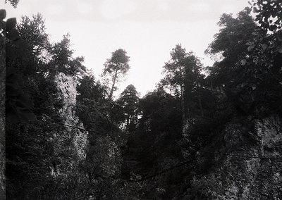 Monochrome forest scene with dense coniferous trees framing rocky cliff face. Dramatic lighting enhances texture of bark and ...