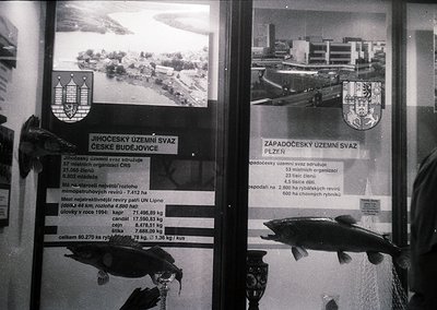 Black-and-white display showcasing Czech fishing statistics from the **1990s**, featuring two framed posters with regional se...