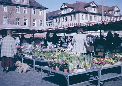 Vibrant 1960s-70s European outdoor flower market with stalls showcasing tulips, daffodils, and potted plants. Classic brick b...