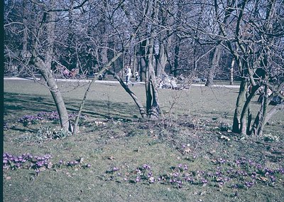 Vintage park scene with leafless trees and blooming crocuses in early spring. Pathway and distant figures suggest public acce...