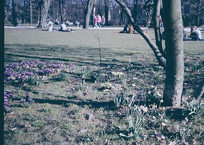 Vibrant spring park scene with crocuses and tulips in bloom, dusted with light frost. Bare trees frame the foreground, while ...