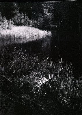 High-contrast black-and-white shot of a lone deer silhouette grazing in tall reeds beside a reflective wetland. Dense foliage...