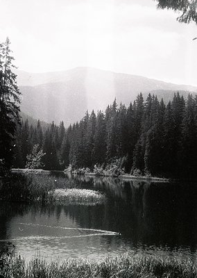 Dense coniferous forest framing a serene mountain lake under misty skies, with sunlight filtering through clouds. Reflections...