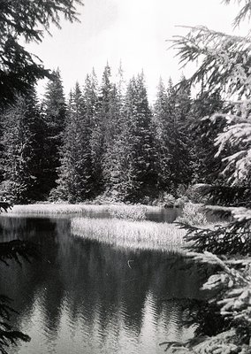 Snow-laden evergreens frame a serene, frozen lake reflecting winter’s stillness. Dense coniferous forest borders the water’s ...