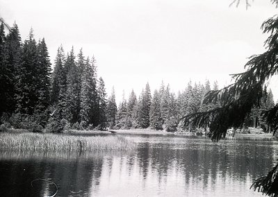 Black-and-white forest scene featuring dense coniferous trees framing a calm, reflective wetland or shallow lake. Overcast sk...
