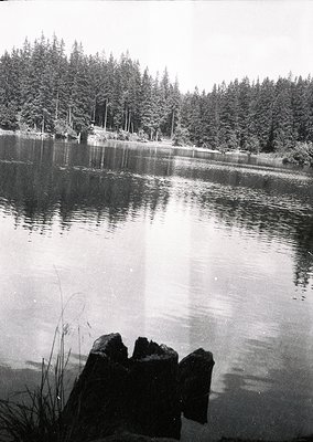 Black-and-white lakeside scene with dense coniferous forest framing the horizon. Foreground features weathered logs protrudin...