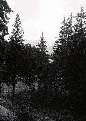 Black-and-white forest scene featuring tall evergreen trees framing a misty valley and distant mountains. Dense coniferous fo...