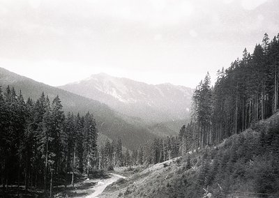 Early 20th-century black-and-white alpine forest scene with winding dirt road through dense pine groves. Misty peaks and laye...