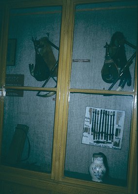 Display case showcasing mounted animal heads (likely deer) and historical weaponry (rifles, bayonets) alongside vintage potte...