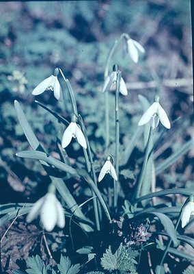 Close-up of snowdrops (*Galanthus*) in early bloom, likely late winter/early spring. Vibrant white flowers with green accents...